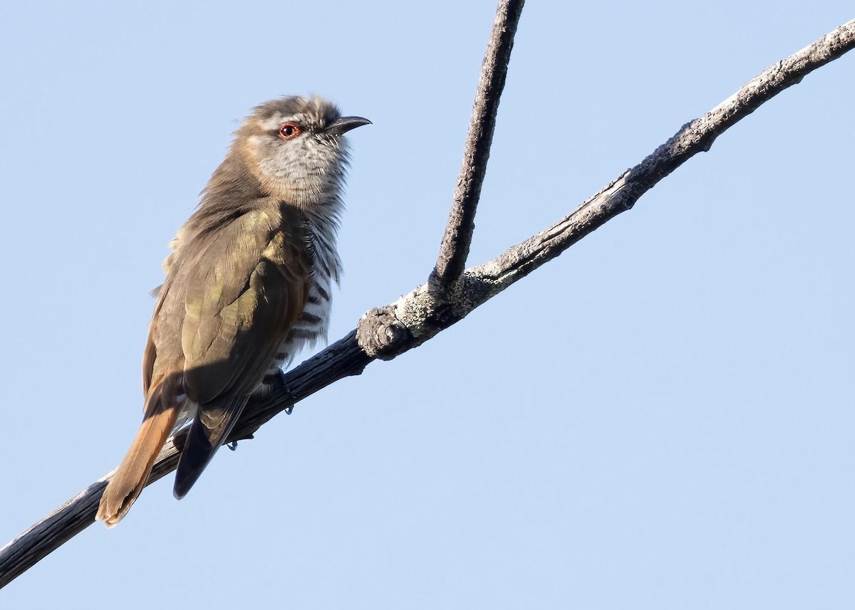 pygmégjøk - ML647854543