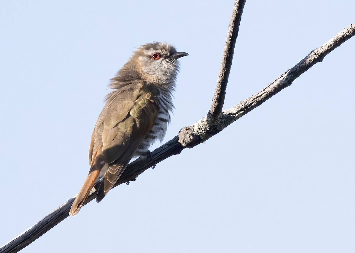 pygmégjøk - ML647854544