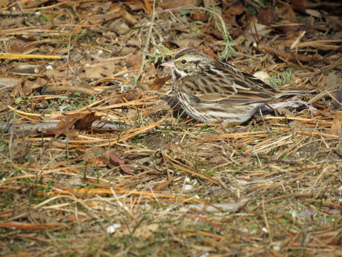 musespurv (sandwichensis gr.) - ML647854545