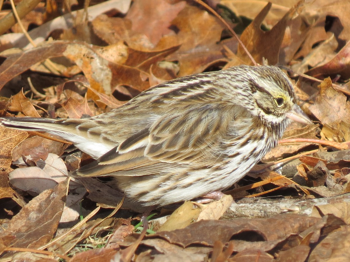 musespurv (sandwichensis gr.) - ML647854546