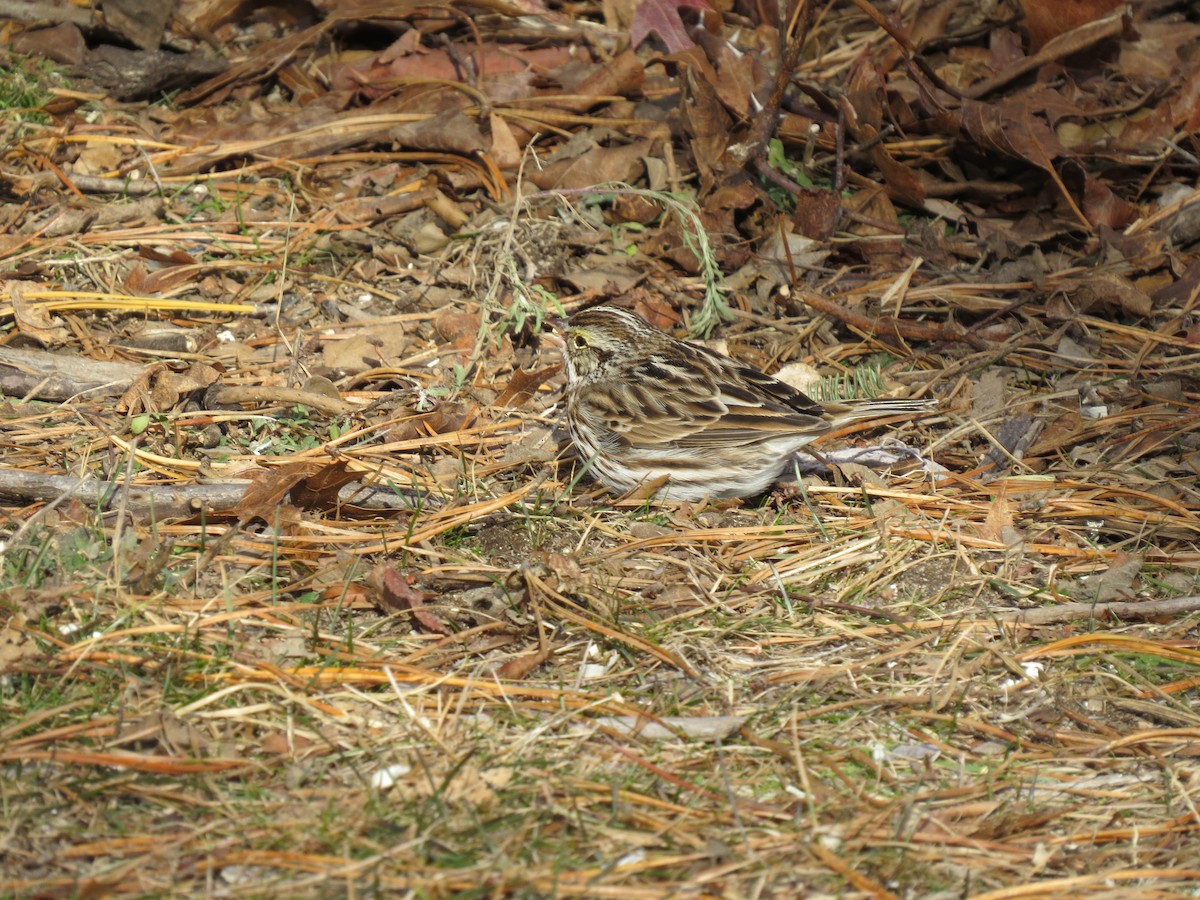 musespurv (sandwichensis gr.) - ML647854547