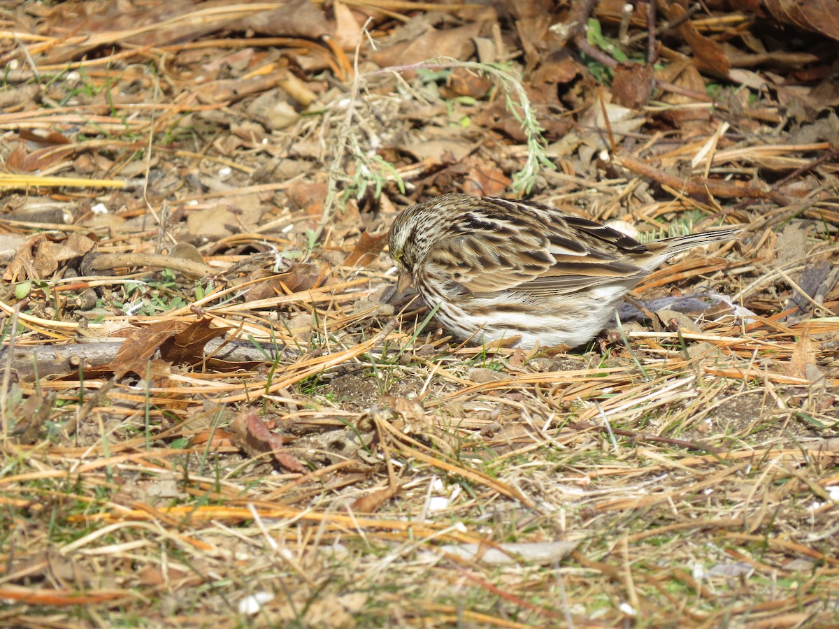 musespurv (sandwichensis gr.) - ML647854548