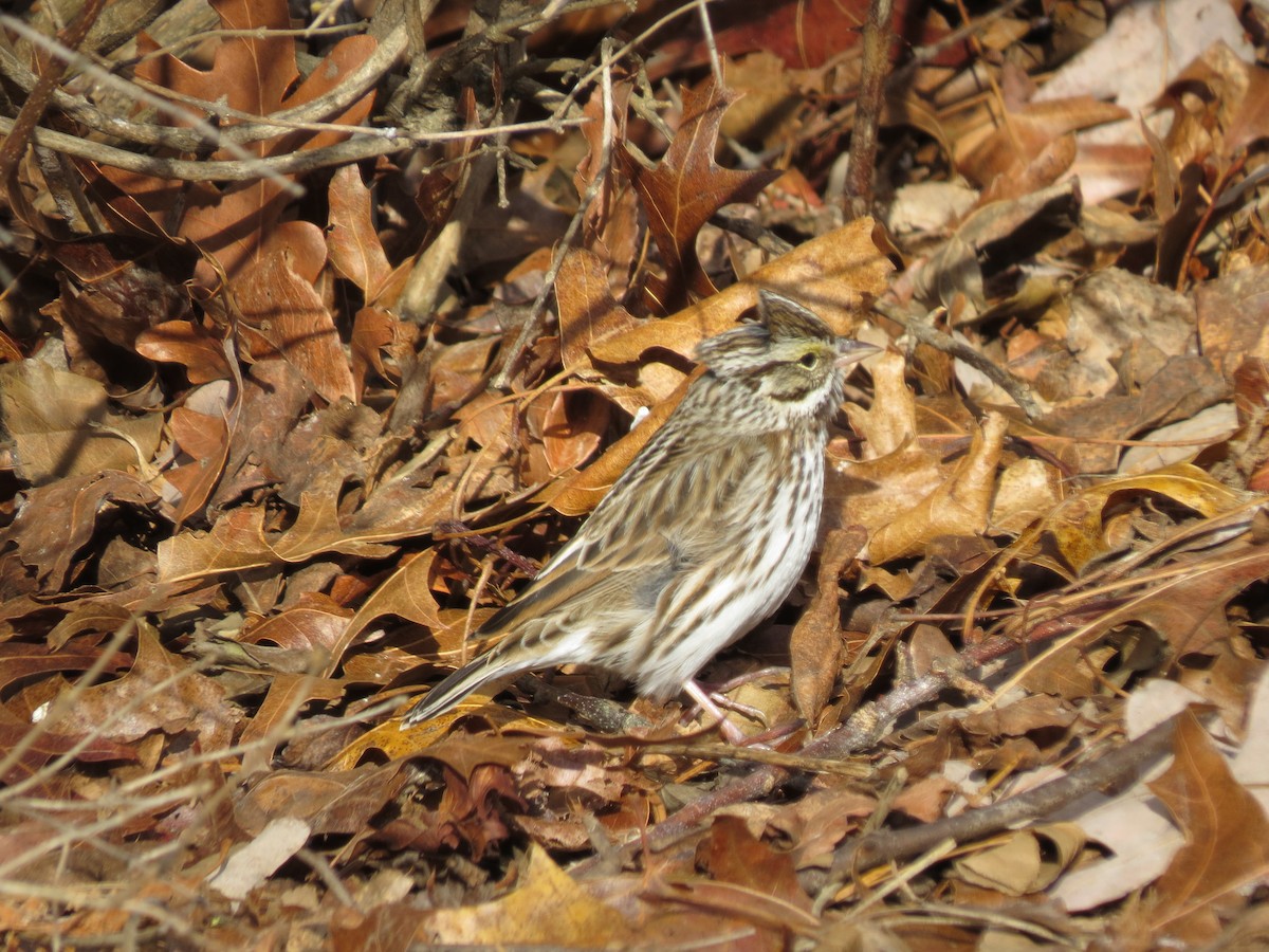 musespurv (sandwichensis gr.) - ML647854549