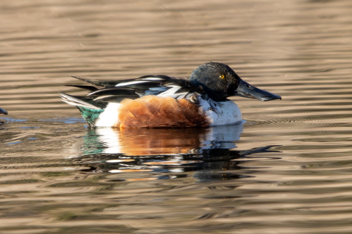 skjeand - ML647854552