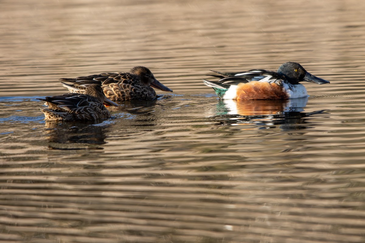 skjeand - ML647854553