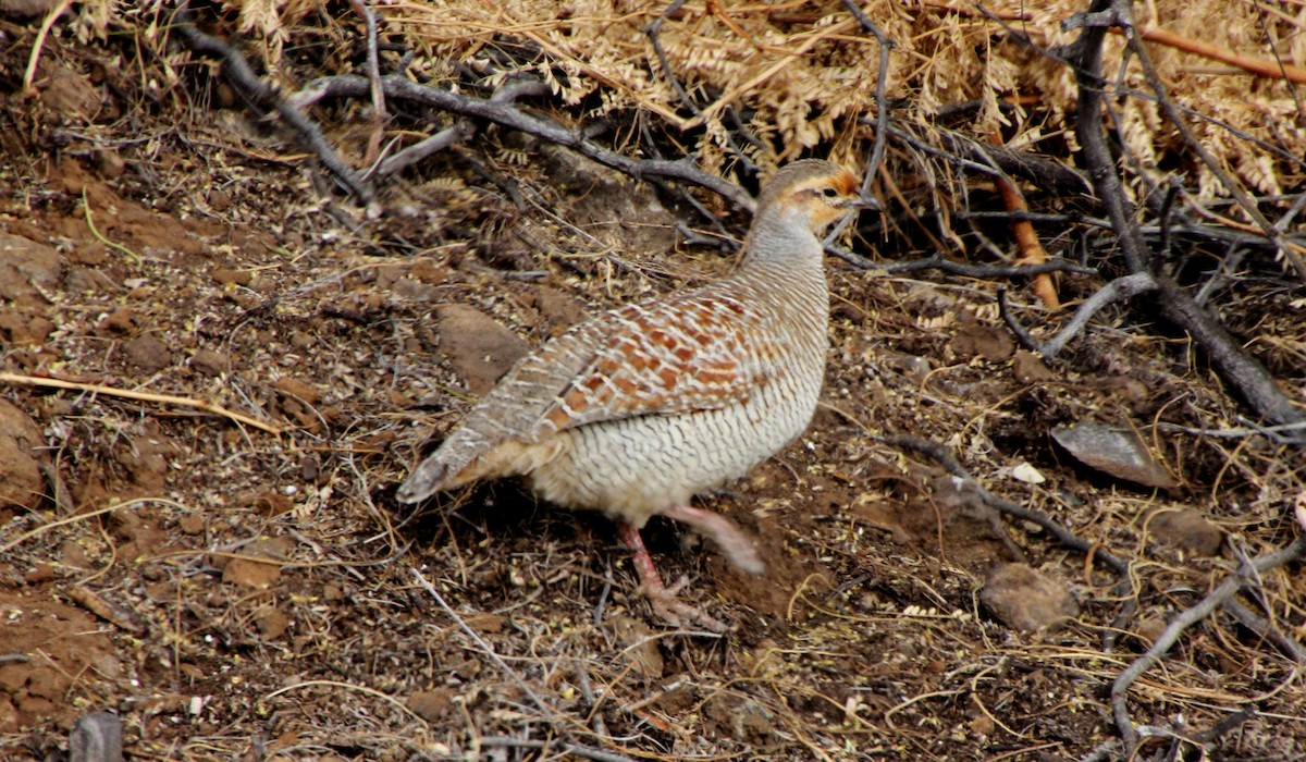 gråfrankolin - ML647854554