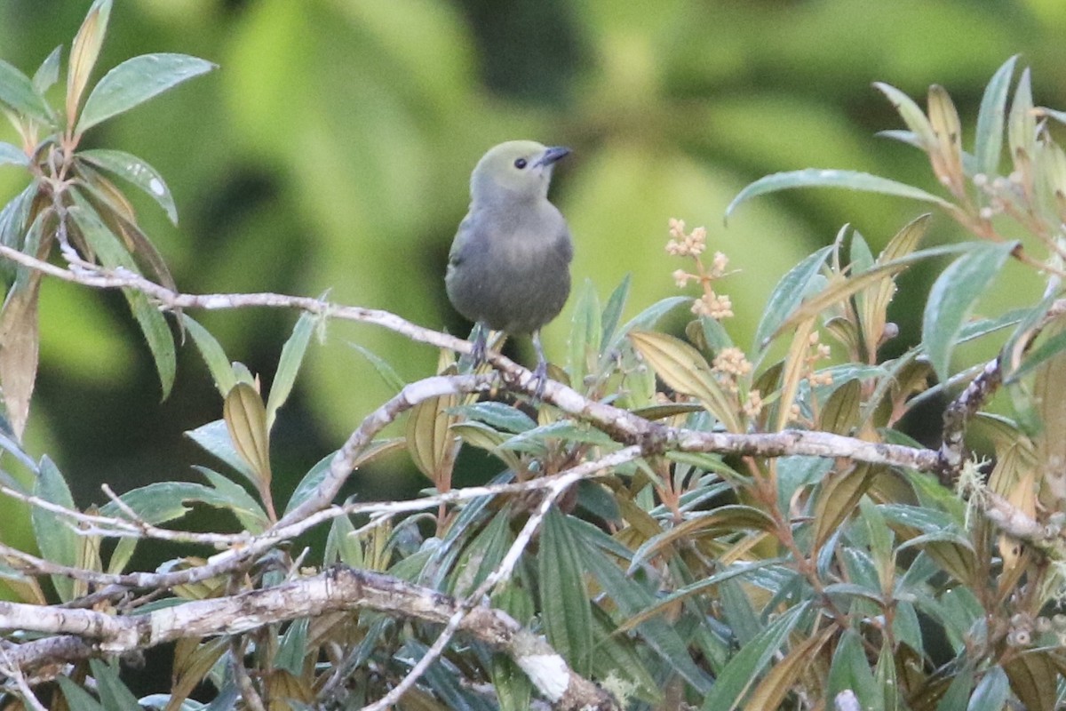 palmetanagar - ML647854555