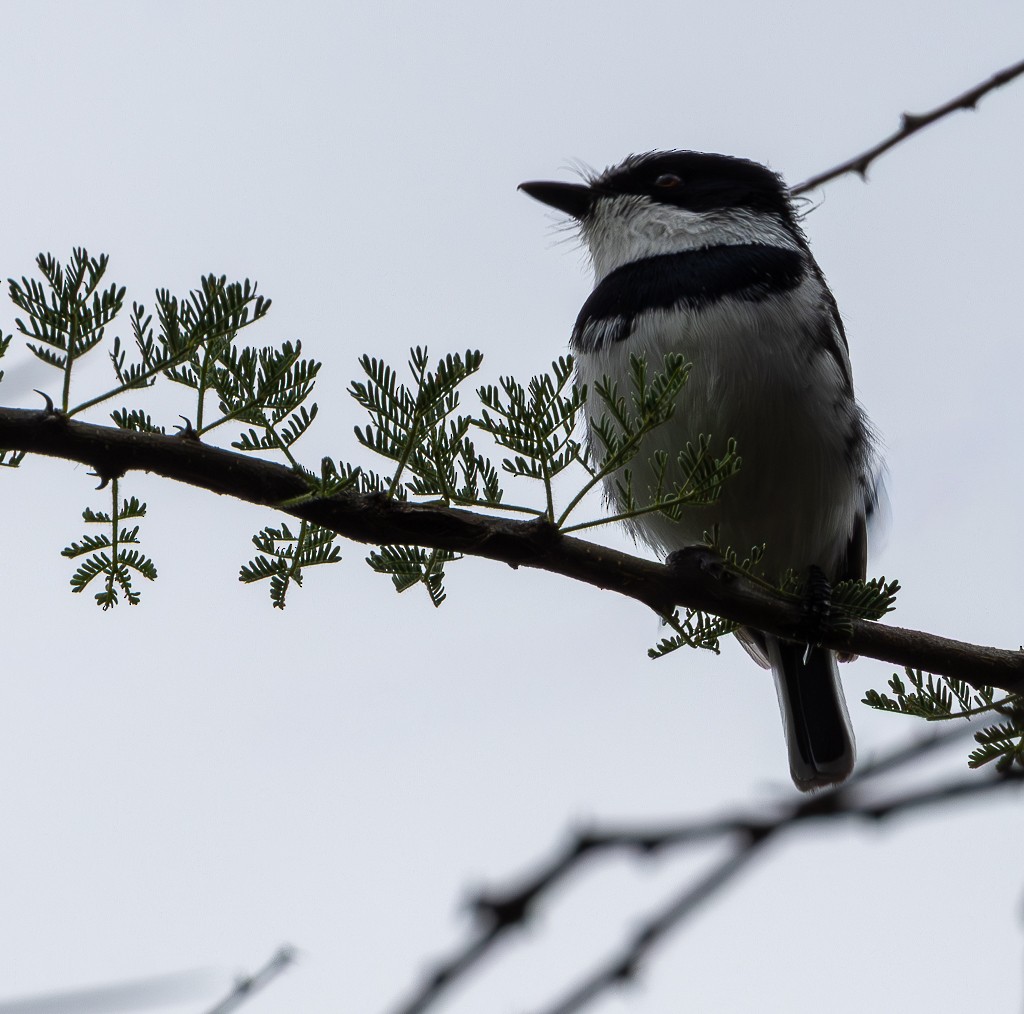 dvergbatis - ML647854556