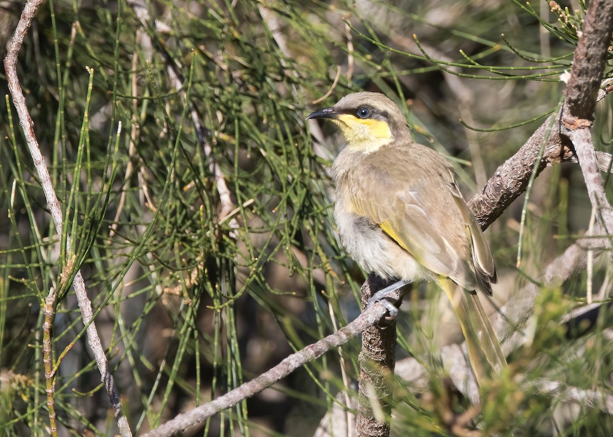 mangrovehonningeter - ML647854557