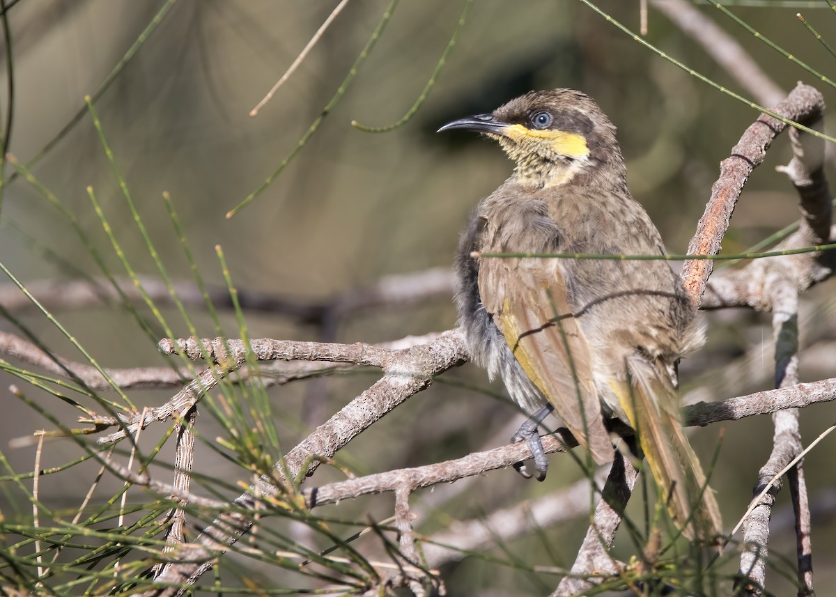 mangrovehonningeter - ML647854558