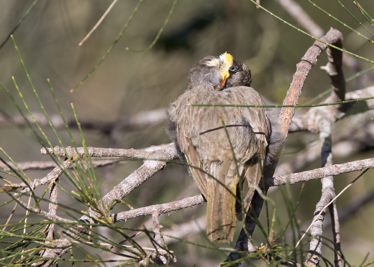 mangrovehonningeter - ML647854559