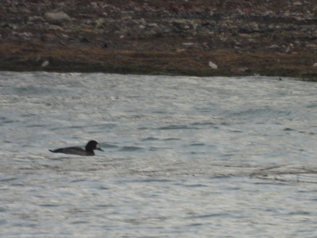 bergand - ML647854560