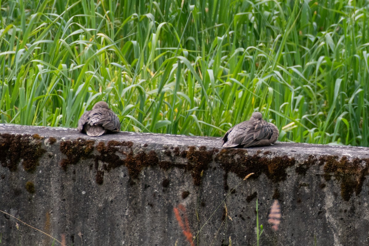 andeskrikkand (andium) - ML647854562