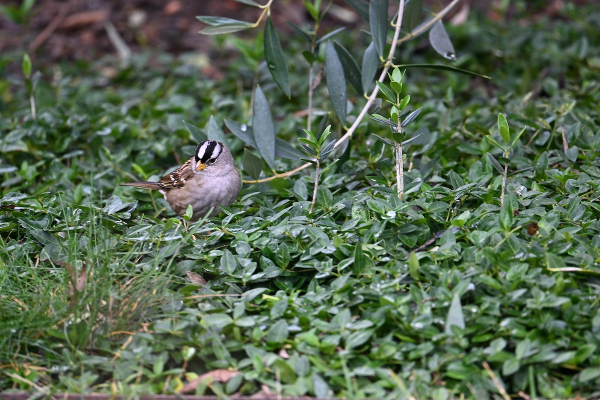 hvitkronespurv - ML647854564