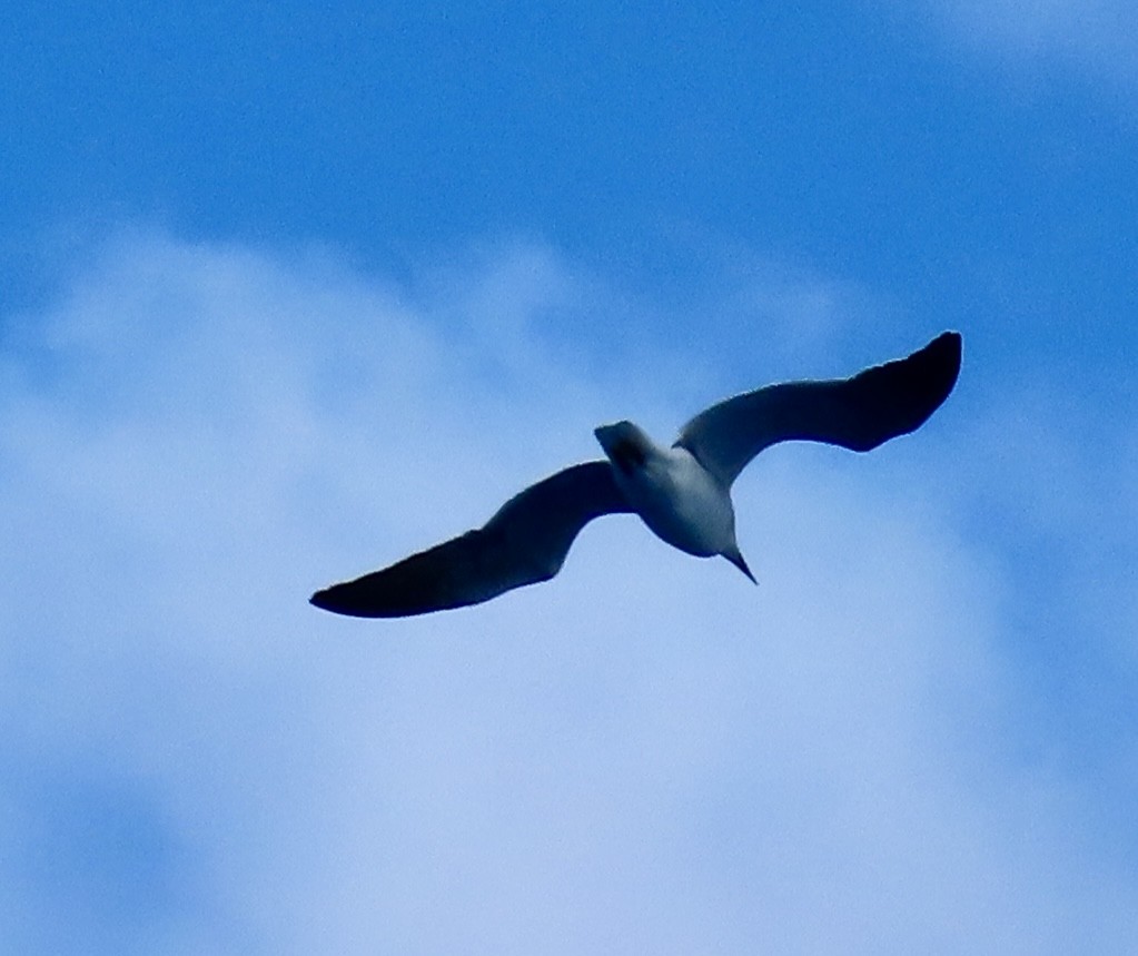 lattermåke - ML647854565