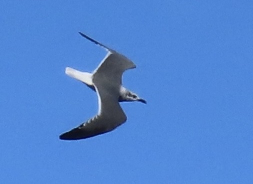 lattermåke - ML647854566