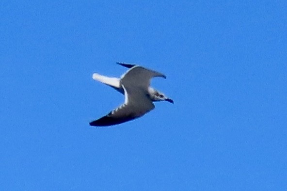 lattermåke - ML647854567