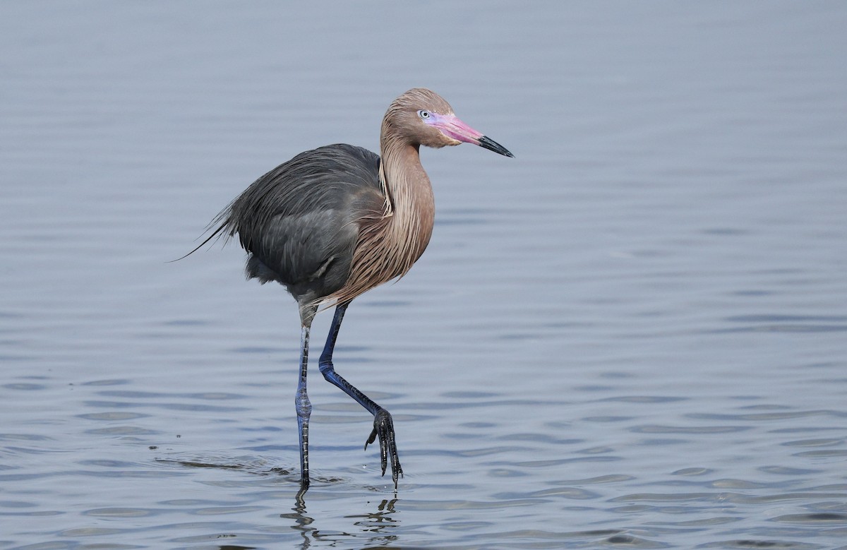 dansehegre - ML647854569