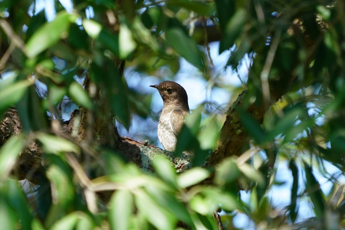 kilestjertgjøk - ML647854570