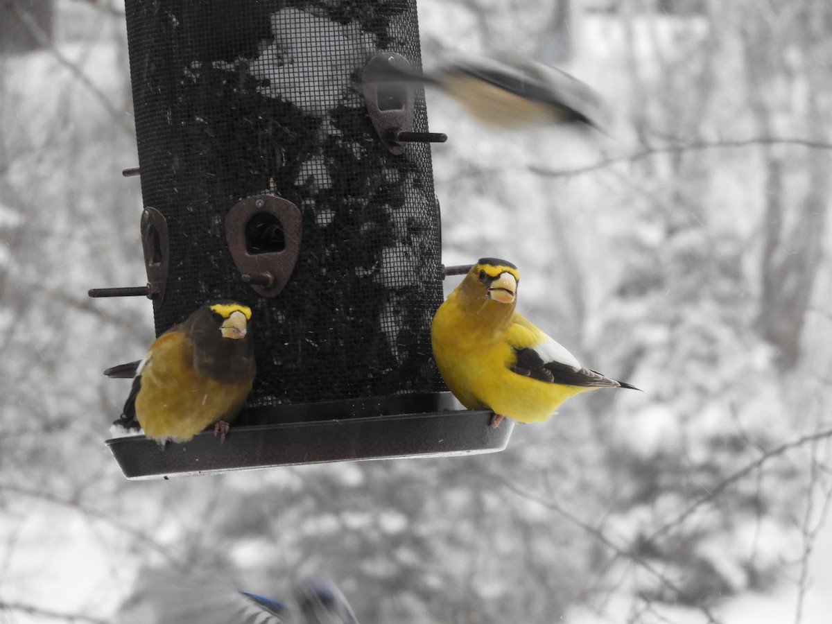 キビタイシメ - ML647854592