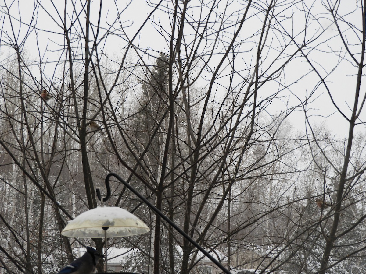 Чечётка - ML647854607