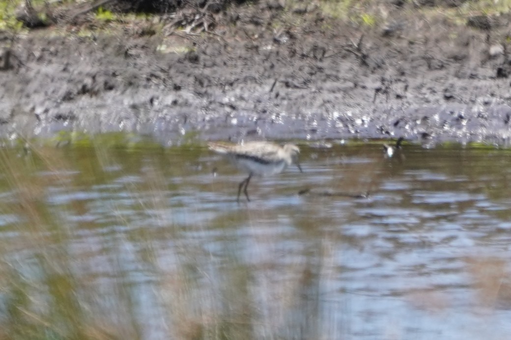 vodouš bahenní - ML647854620