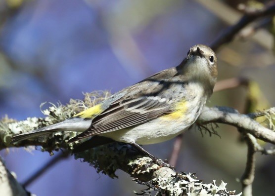 myrteparula (coronata) - ML647854644