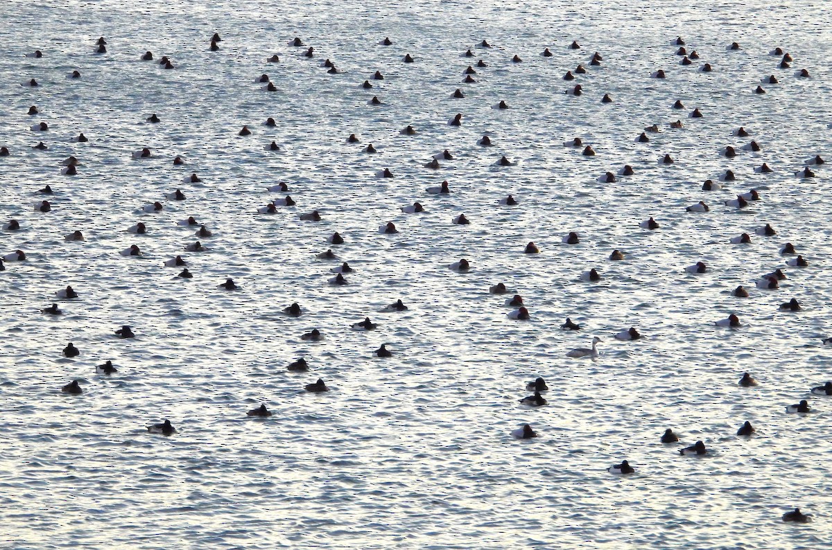 Красноголовый нырок - ML647854673