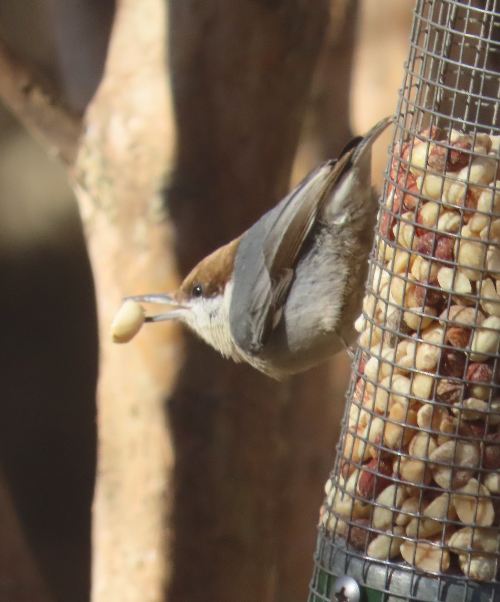 Буроголовый поползень - ML647854681