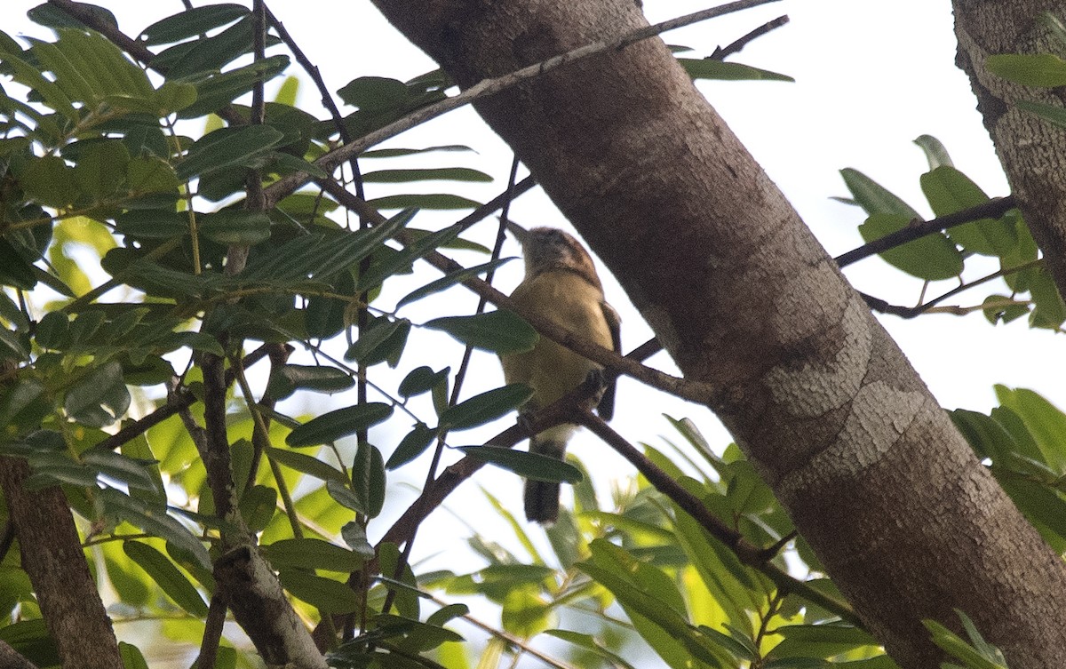 Белобокий муравьелов - ML647854683