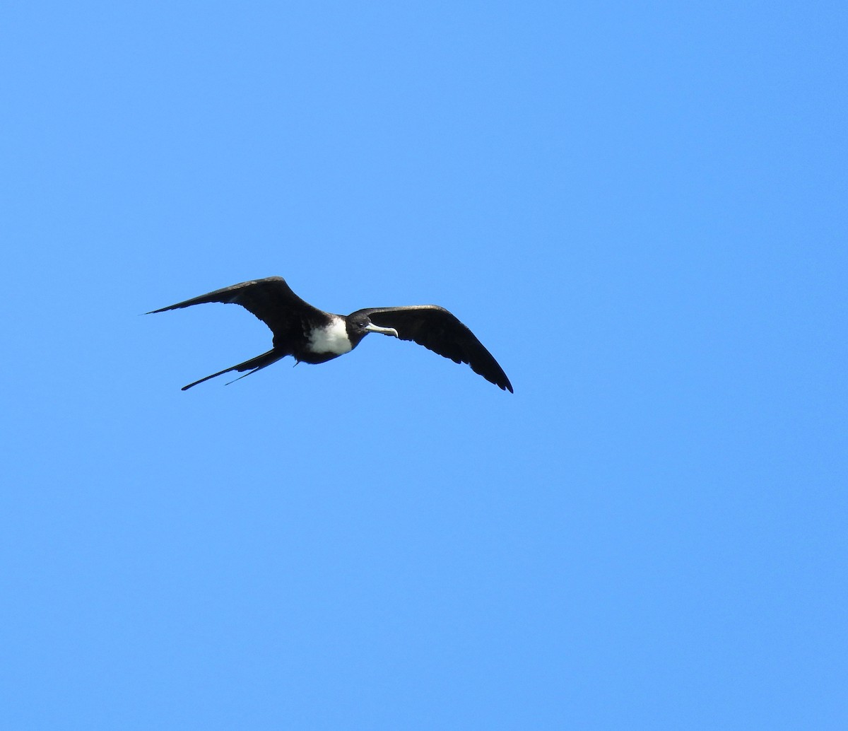 Великолепный фрегат - ML647854689