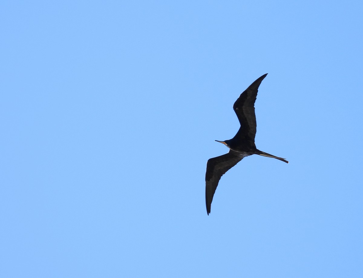 Великолепный фрегат - ML647854690