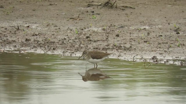 コシグロクサシギ - ML647854691