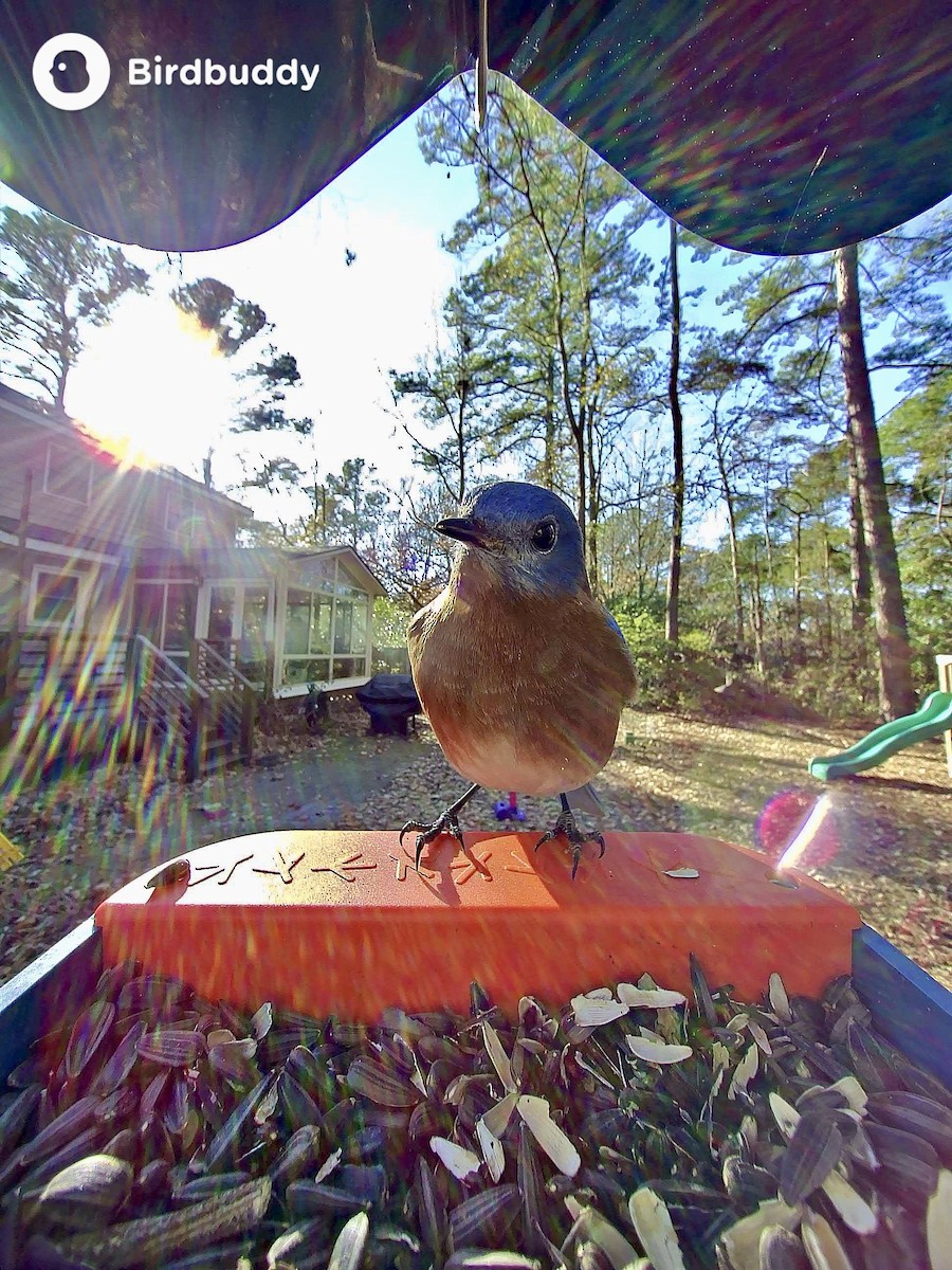 Восточная сиалия - ML647854692