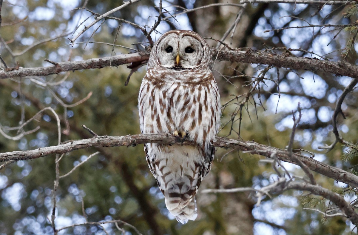 Полосатая неясыть - ML647854693