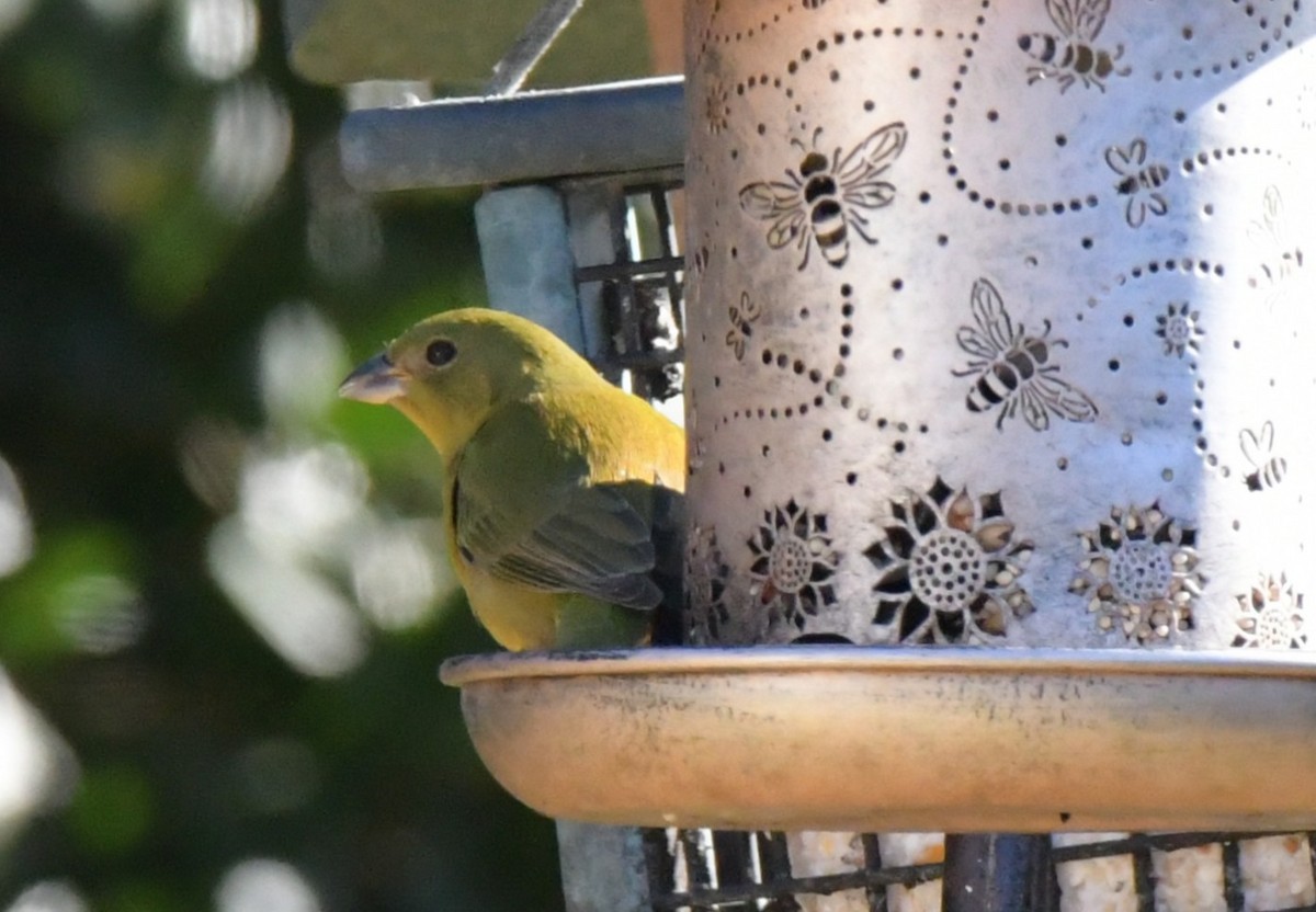 Расписной колорин - ML647854695