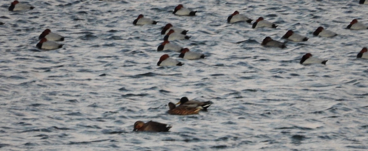 Красноголовый нырок - ML647854696