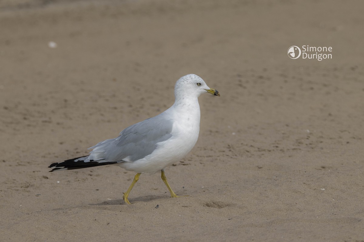 Делавэрская чайка - ML647854697