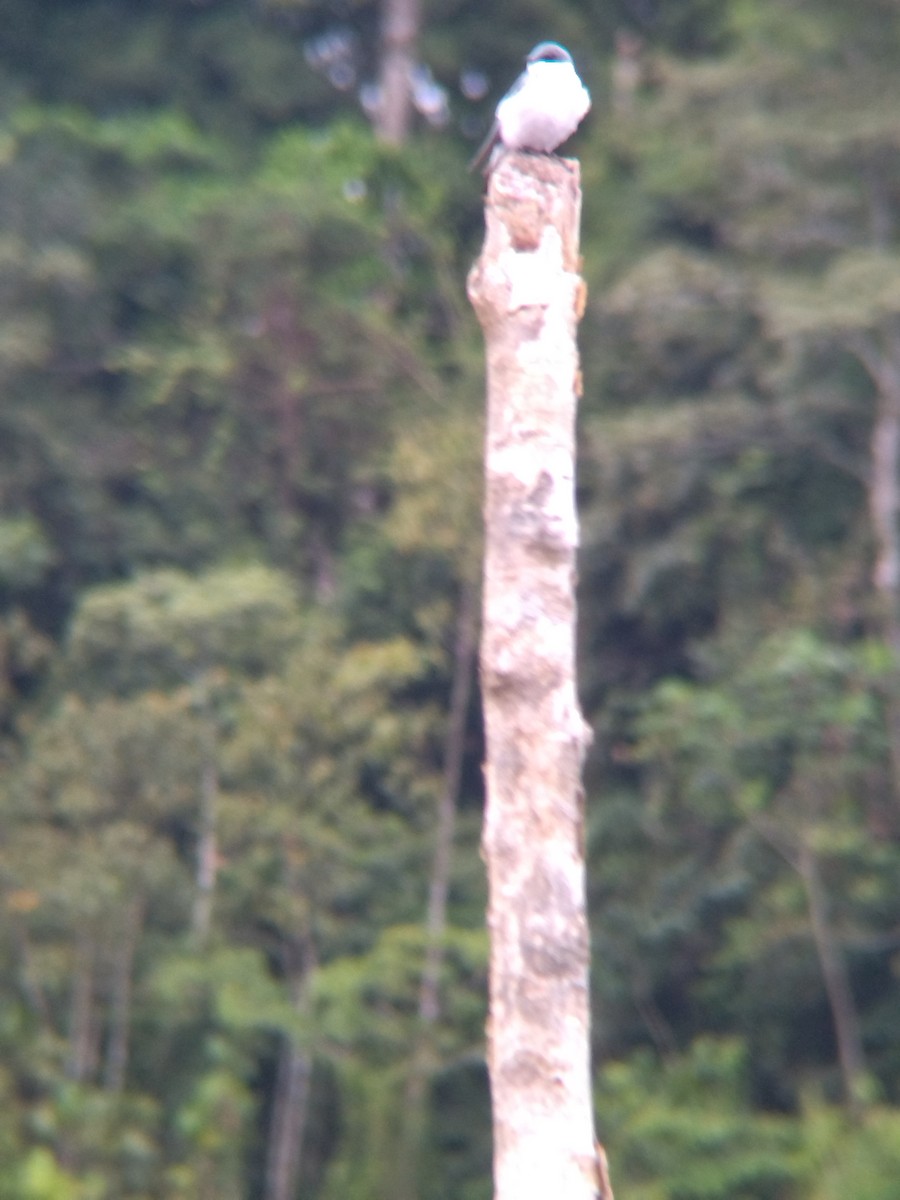 Белокрылая ласточка - ML647854698