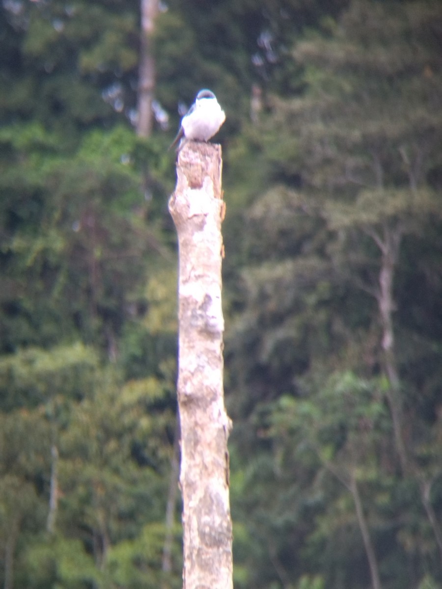 Белокрылая ласточка - ML647854699