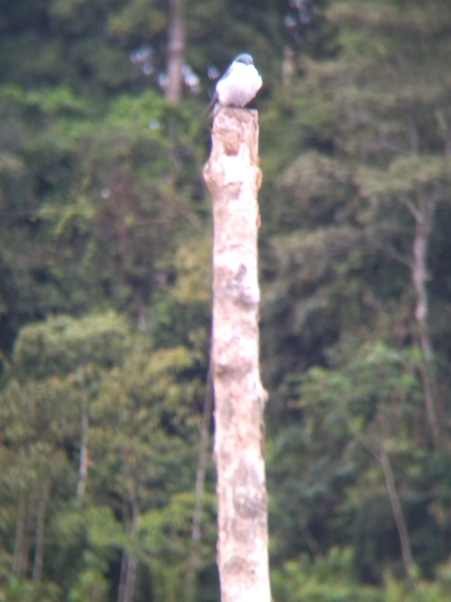 Белокрылая ласточка - ML647854700