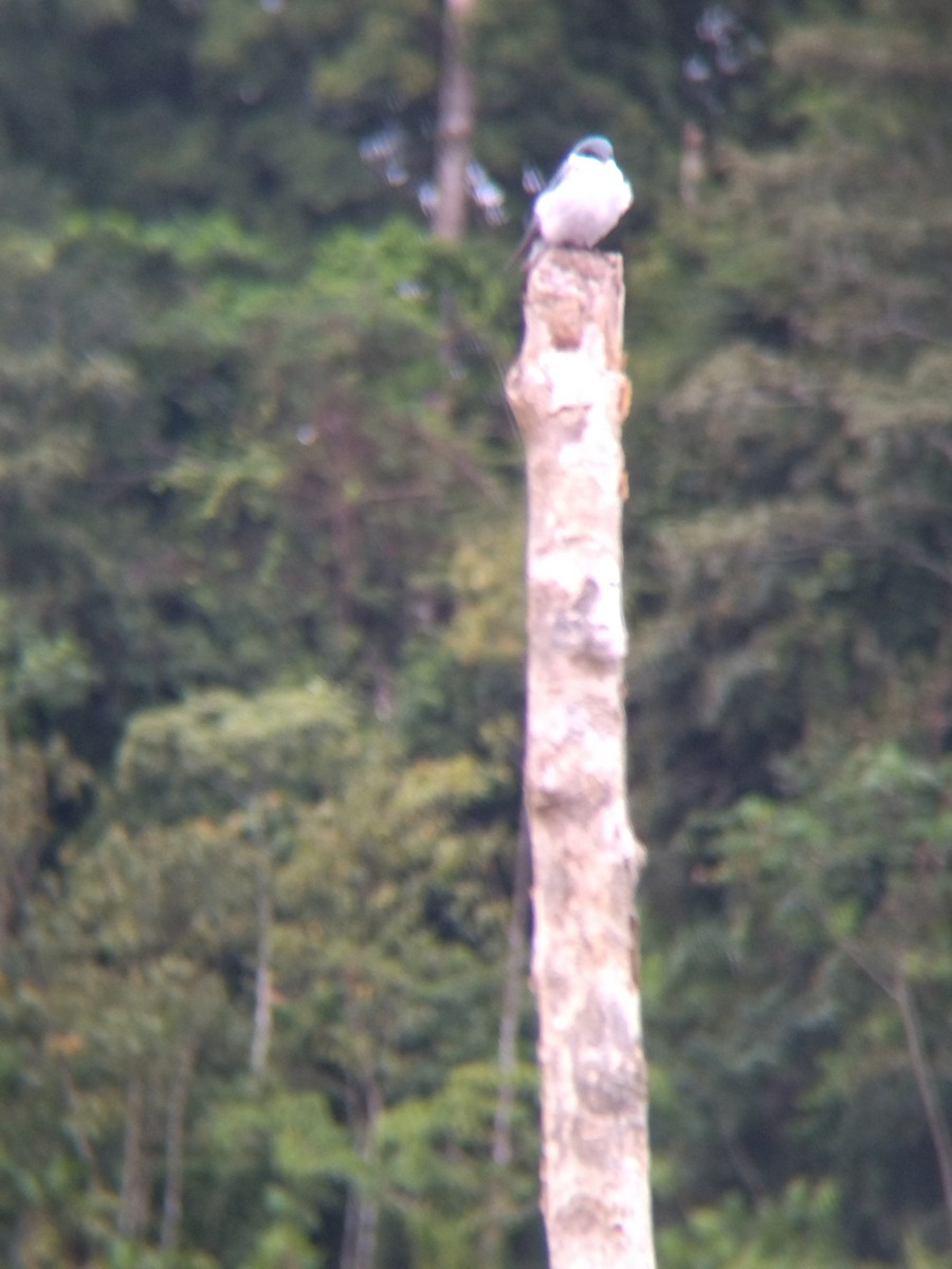 Белокрылая ласточка - ML647854701