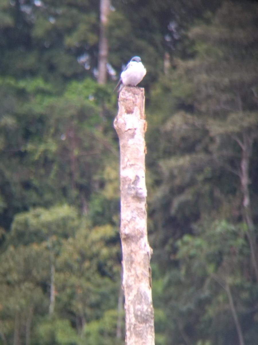 Белокрылая ласточка - ML647854702