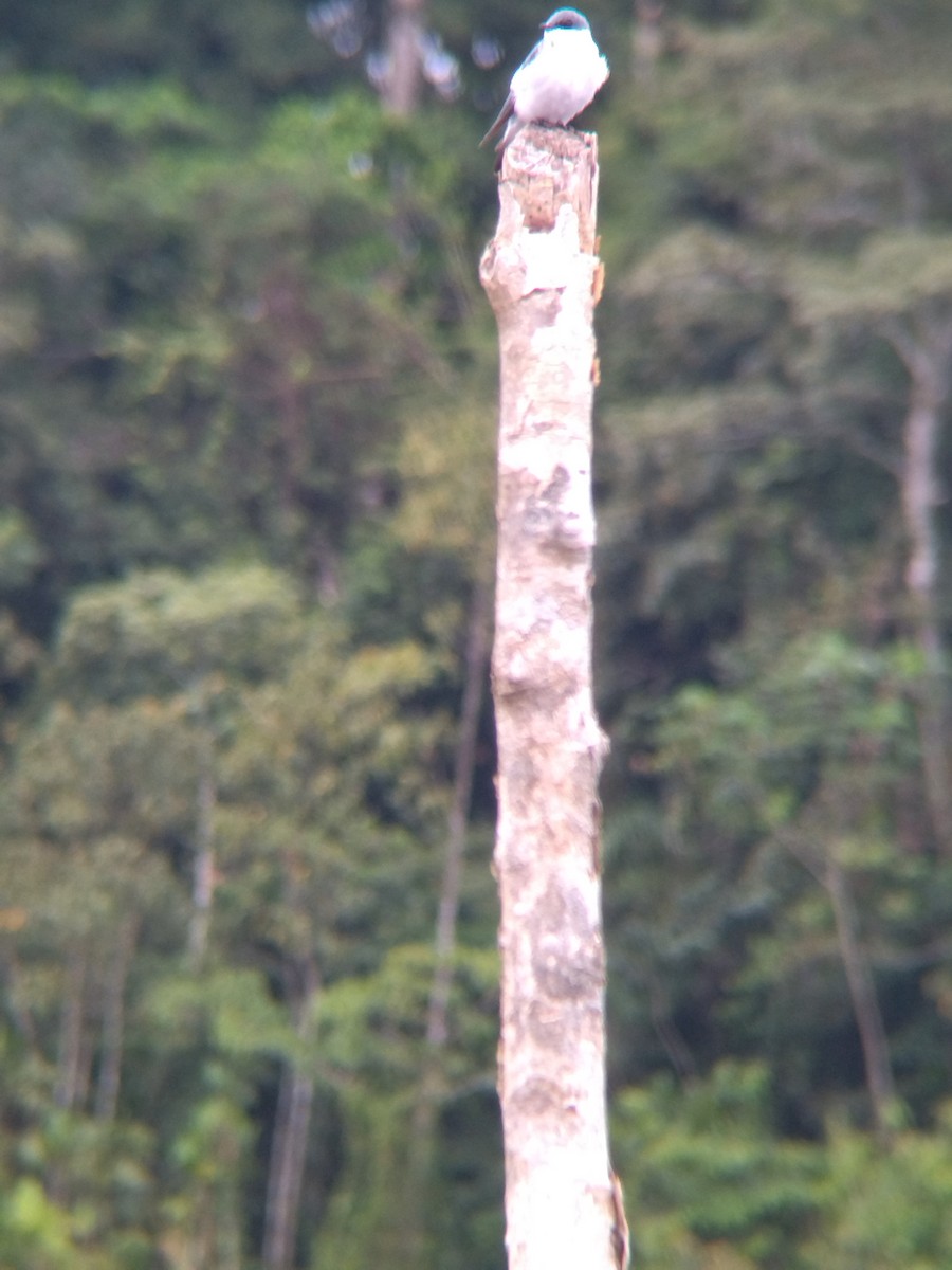 Белокрылая ласточка - ML647854703