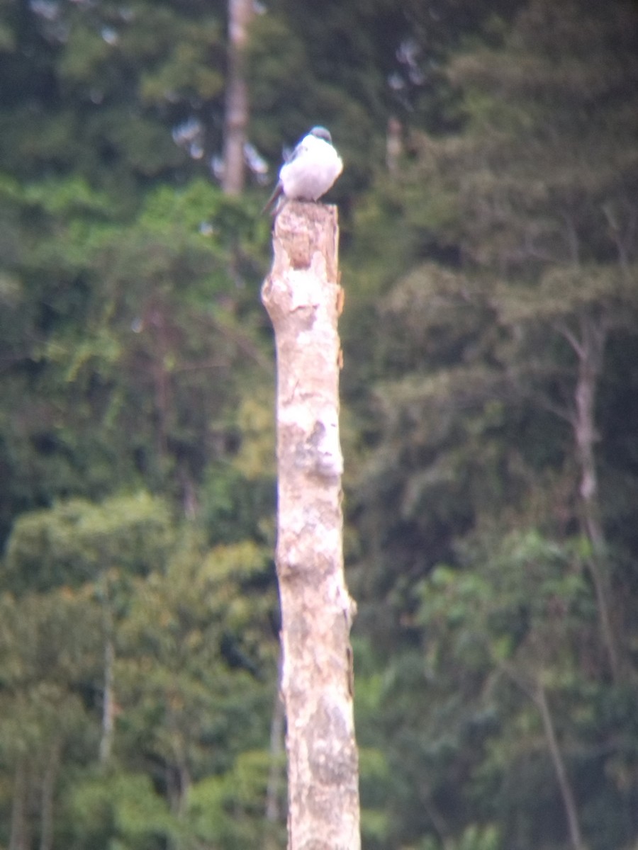 Белокрылая ласточка - ML647854704