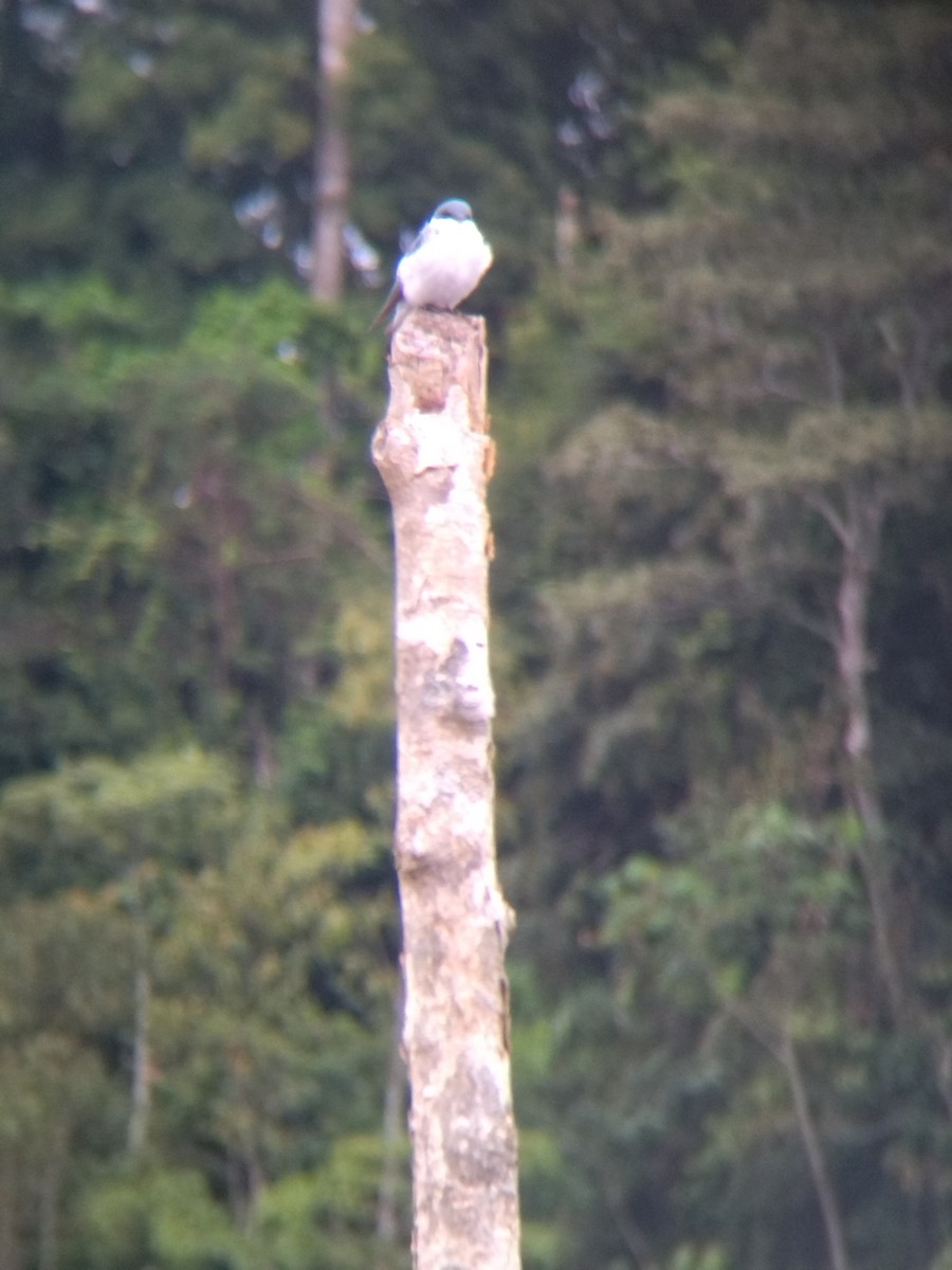 Белокрылая ласточка - ML647854705