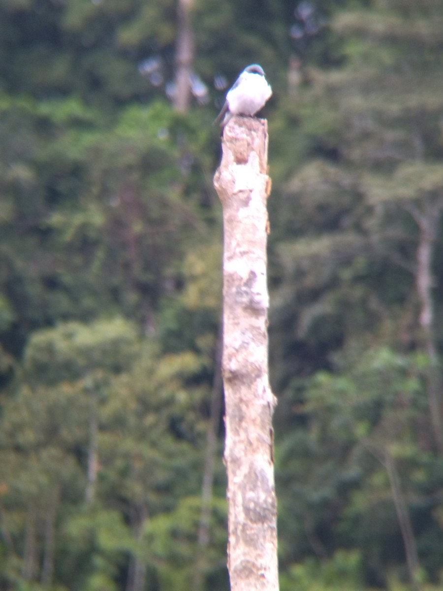 Белокрылая ласточка - ML647854706