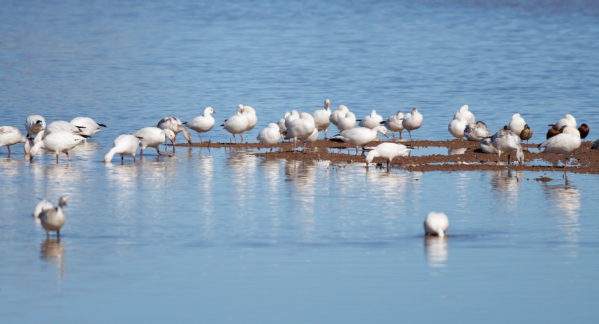 Гусь Росса - ML647854708