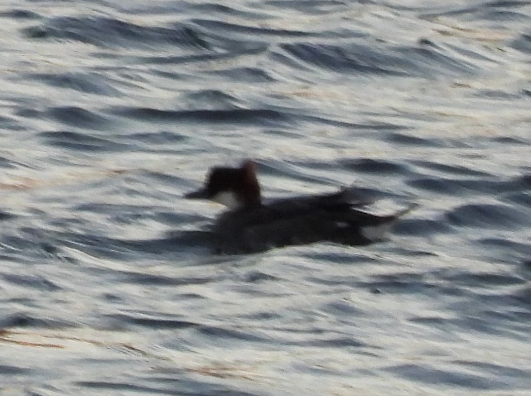 מרגון גמדי - ML647854715