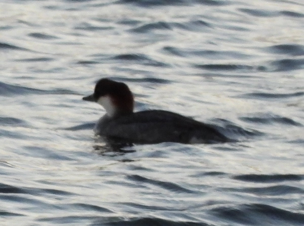 מרגון גמדי - ML647854716